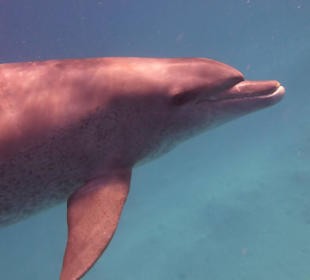 Einmalie Erlebnisse mit Mo´s Delfinen