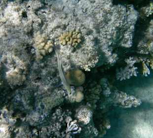Schnorchelausflug im Roten Meer