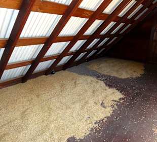 Trocknung der Bohnen auf dem Dachboden