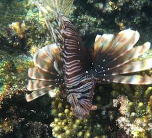 Schnorcheln El Gouna	