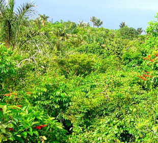 Typischer Sekundärwald bei Manaus