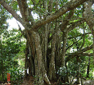 Nationalpark - Jeepsafari