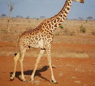 Eine Giraffe auf dem Weg zur Wasserstelle