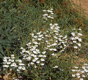 Blüten auf der Wanderung zur White Lady