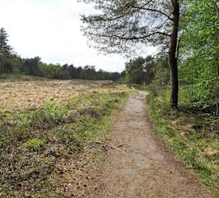 Wanderweg durch die Heide an der Talsperre