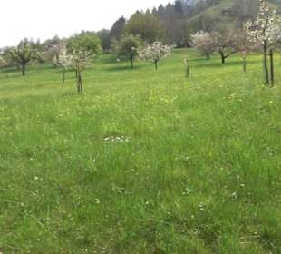 Kirschenweg
