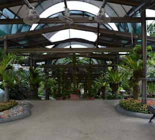 Hibiscus Garten