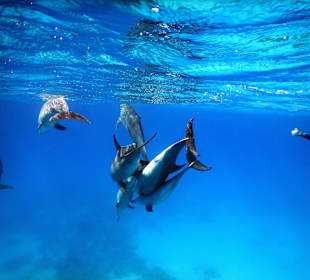 Delphinsafari mit Mo