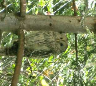 Und noch ein faules Vöglein