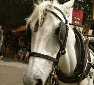 Mit Biskuit und Jimmy durch Valletta