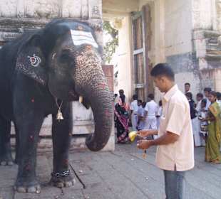 Laksmi, der Tempel-Elefant