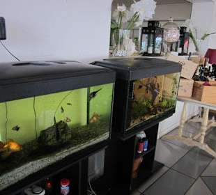 Ristorante Barbarossa