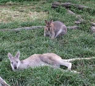 Zoobesuch bei Brisbane