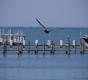 Pelikan -  ein Flugkünstler im Tiefflug
