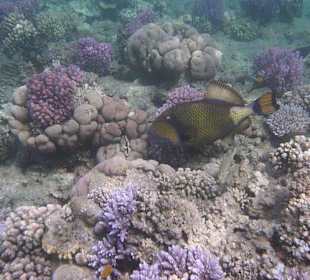 Schnorcheln am Hausriff