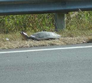 Schildkröte am Strassenrand