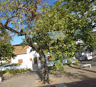 Weingebiet Stellenbosch