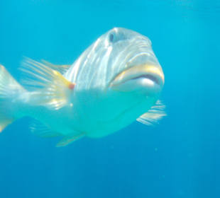 Neugieriger Gelbflossen-Zackenbarsch