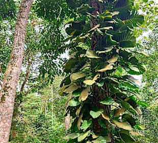 Parque Natural Obô do Príncipe