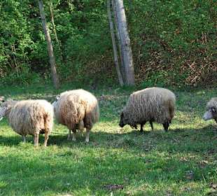 Zwierzęta w zagrodach