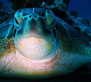 Eine der Hausriff-Schildkröten