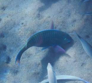 Fische im hauseigenen Riff