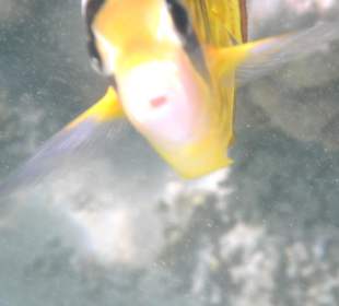 Schnorcheln am Innenriff des Hotel Pensee Azur Resort