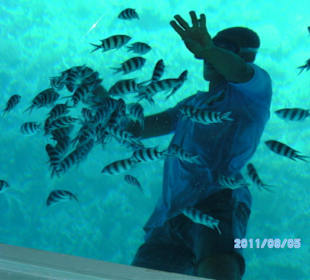 Glasbodenboot - Ausflug