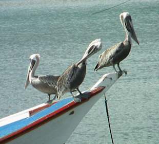 Pelikane