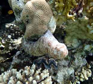 Огурец - Hotel Tropitel Sahl Hasheesh