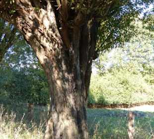 Typisch Niederrhein - Kopfweiden