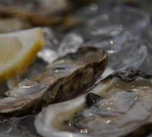 Austern