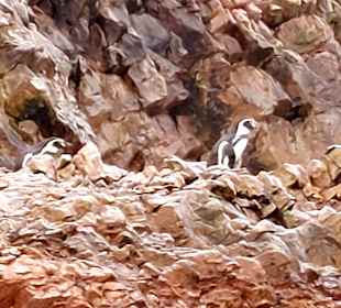 Ausflug Ballestas Inseln