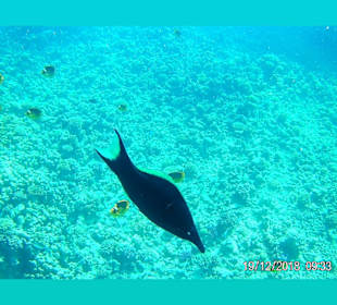 Tauchbasis Menaville Diving Centre Safaga	