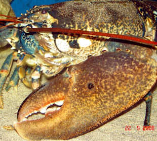 Aquarium Vodice Bild 2