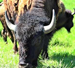 Yellowstone Nationalpark