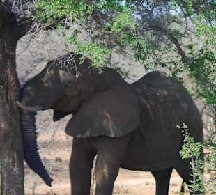Elefant und der Baum