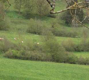 Premiumwanderweg Hochgebürzelt