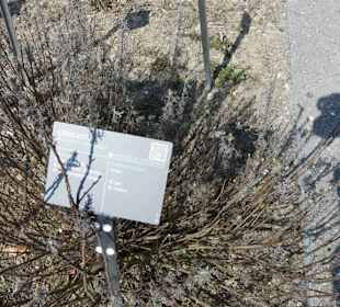 Erläuterungen der Kräuter