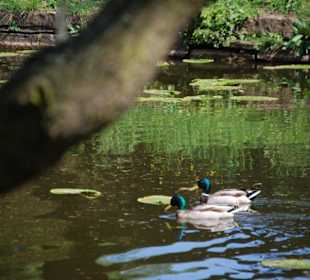 Enten auf dem Schlossteich