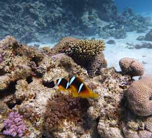 Einmalie Erlebnisse mit Mo´s Delfinen