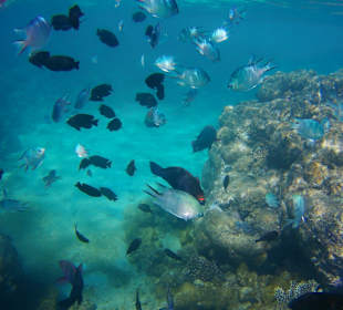 Schnorcheln Hurghada