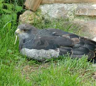Adler