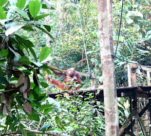 Orangutas