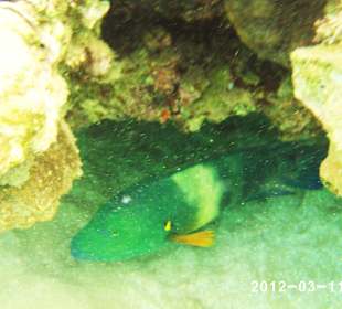 Leben im Wasser 3-8 m Tiefe