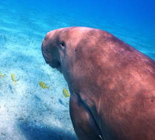 Dugong
