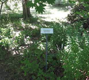 Botanischer Garten