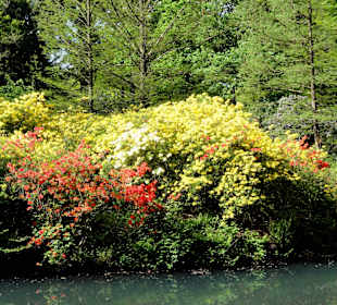 Spaziergang durch den Rhododendronpark im Mai