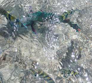 Schnorcheln Makadi Bay