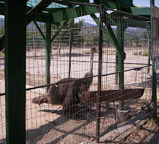 Ostrich straußenfarm